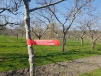 Fruithof Frederiksoord heeft nu ook de Boerma - appel - 31 maart 2021